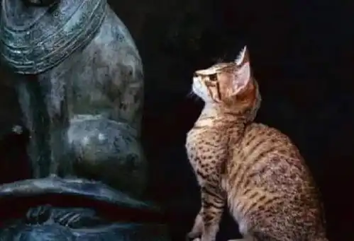 卡洪工匠村的人们是怎么生活的猴子当成宠物,房屋太简陋