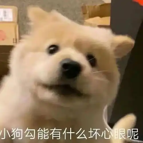 有这个猫猫能有什么坏心眼的后续图片咩