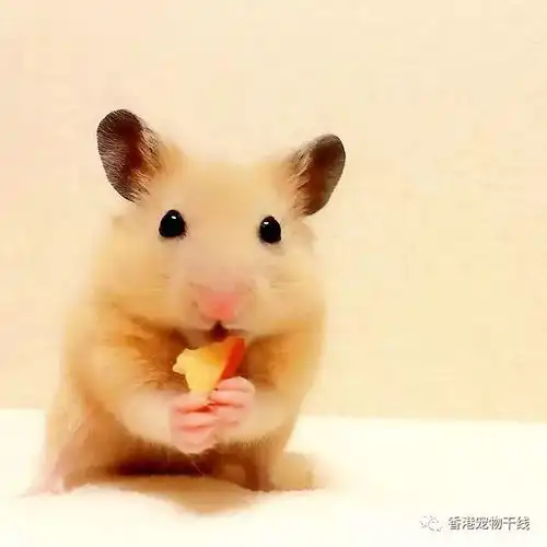 如何教鼠鼠学会上厕所