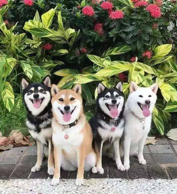 你所知道的柴犬中有哪些毛色各类