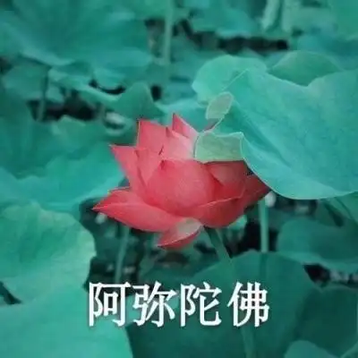 微信头像图片2020荷花带字系列荷花带字微信头像高清大全集