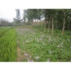 青州市树春花卉苗木专业合作社