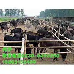 山东山东肉驴养殖场批发山东肉驴养殖场供应山东肉驴养殖场厂家网络114