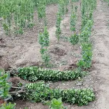青州海燕花卉苗木