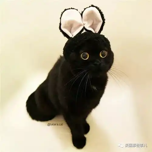 黑猫不上相霓虹一位铲屎官表示,黑猫是超可爱的小精灵啊
