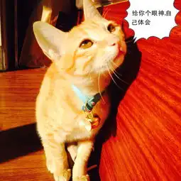全公司都是铲屎官是种什么样的体验