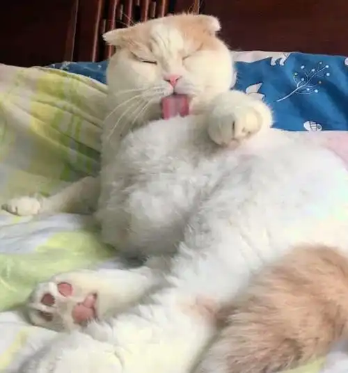 主人大热天的不给猫咪开空调,猫咪我要离家出走,这是要热死本猫
