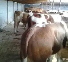 黄页88高清图片
