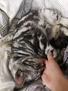 猫可以萌到什么程度
