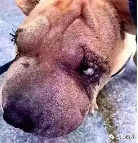 给狗整容这怕是脑子有病吧