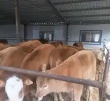 黄页88高清图片