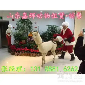 萌宠羊驼租赁展览羊驼多少钱-黄页88网