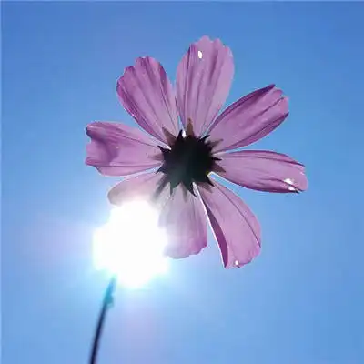 微信头像花草树木风景招财微信头像图片大全