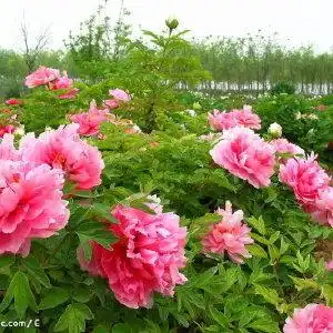 云鹊杏花天闲吟89二阕诗词吾爱网