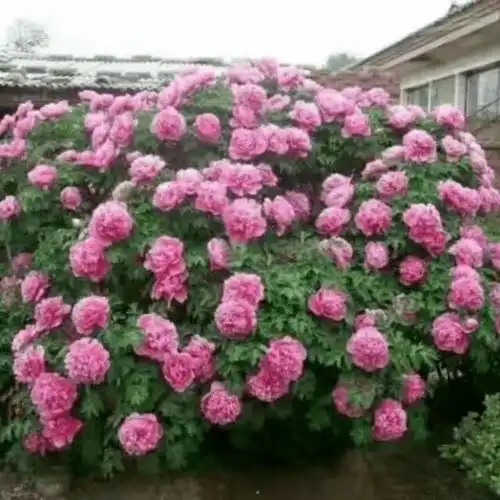 百年孤品牡丹回归菏泽