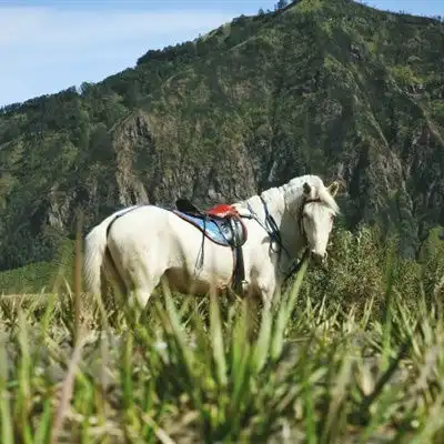 骏马经典头像