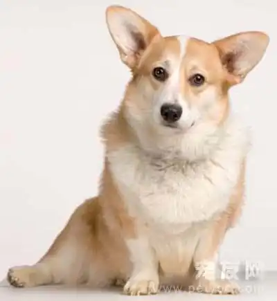秋田犬的历史故事