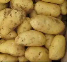 烹饪土豆5大窍门土豆泥带皮蒸老土豆宜烹炒