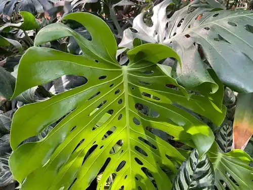 绿植周记阿森纳能让人多失望,绿植就能让人多惊喜