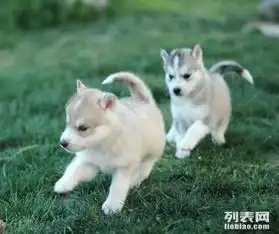 丰台出售经典三把火蓝眼哈士奇幼犬签署协议服务终身
