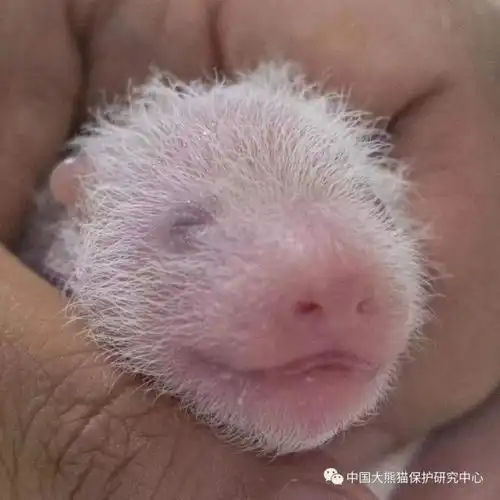 旅韩大熊猫华妮喜诞双胞胎