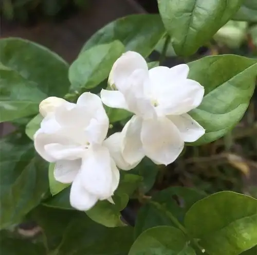 新买茉莉花,换盆做好3件事,不然黄叶又掉苞