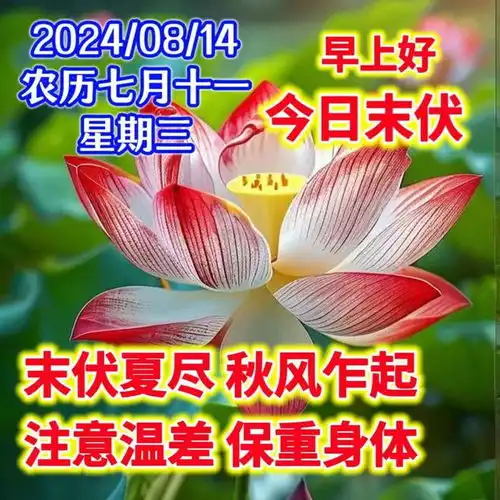 2024年8月14日末伏早安真诚问候,祝福满满,愿你健康快乐平安每一日,今日末伏,愿君早安吉祥清晨康健平安健康吉祥如意网易订阅