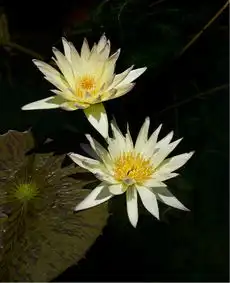 荷花盛开的季节南翔古猗园