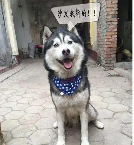 家里二哈成拆迁队长,把主人的女友都弄漏气,装佯神情让人笑喷