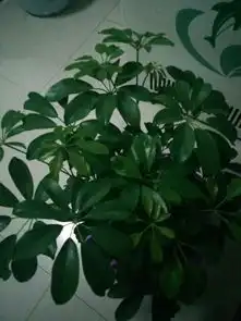 看看我这个到底是什么花七叶莲,招财佛手还有鸭脚木,有知道的值点一下