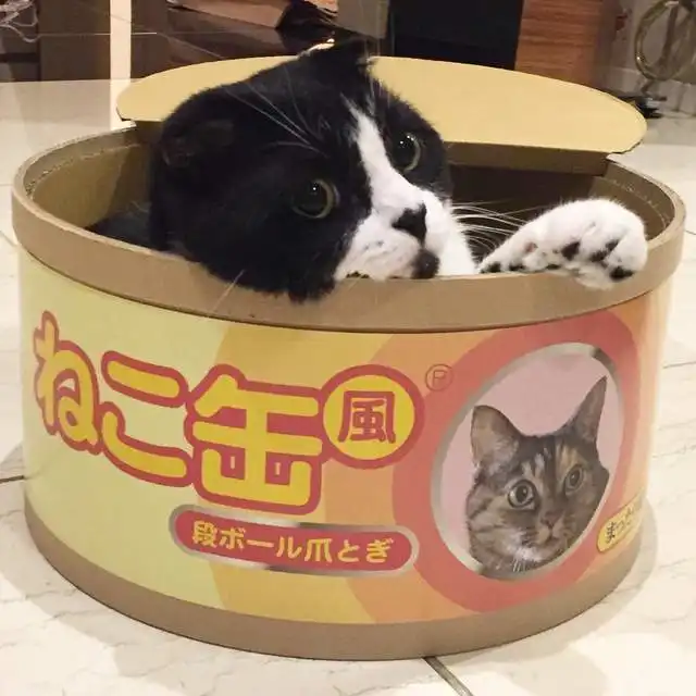 这才是大家心中的猫罐头