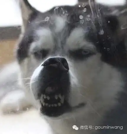 全解析哈士奇究竟是怎样一种神犬