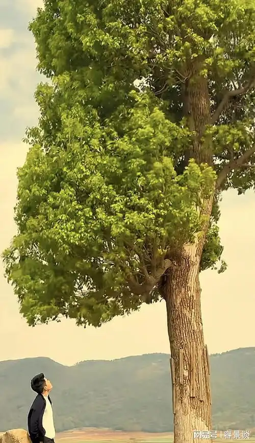 董宇辉晒云南美景,他孤身一人背靠石墩,拍出了秋风萧瑟的反差感