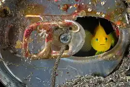 摄影师揭秘深海华美生物图景