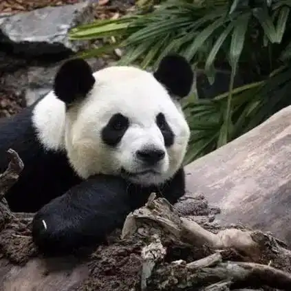 测试一个超长简介的文章