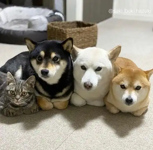 明明我养的是三狗一猫,为什么大家都说我养的是四只狗