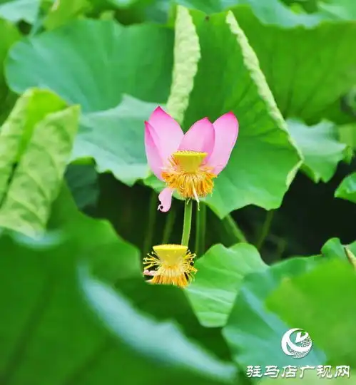 荷花盛开美在当夏