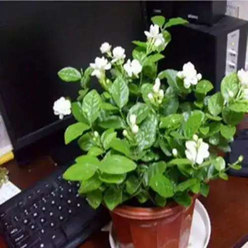 凄凄惨惨戚戚,茉莉花冬季避免死亡护理