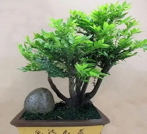小叶紫檀,王者之树,养一盆不仅显身份,还能招财镇宅,净化空气