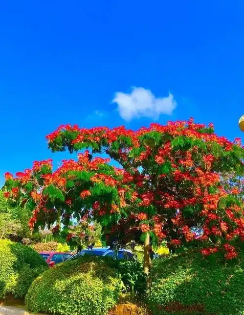 每一张都很美