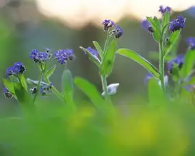 一旦爱上就会付出自己的一切,爱得毫无保留的三属相