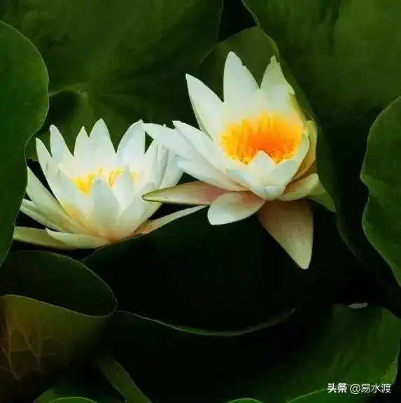 美醉清西陵荷花盛开赏荷约起