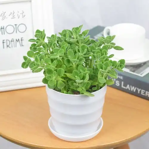 碰碰香盆栽室内阳台一抹香办公室桌面绿植香味驱蚊植物水培土养