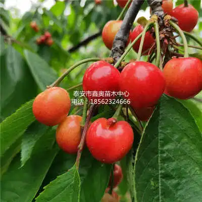 吉塞拉矮化那翁樱桃树苗介绍樱桃苗销售管理