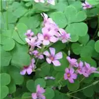 花草树木头像微信微信头像图片大全