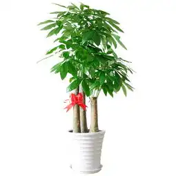 武汉绿植精品大小绿萝盆栽,遇水即活,叶片浓厚可分盆,生命顽强