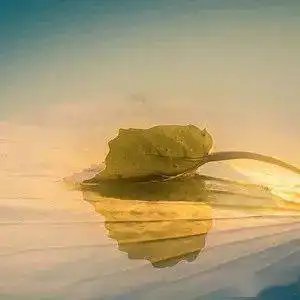 测试一个超长简介的文章