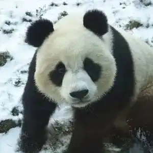 大连森林动物园游玩攻略,攻略在手说走就走