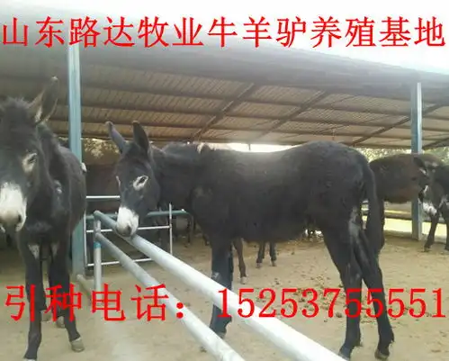 四川哪里有卖驴驹df