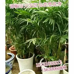 ,价格,厂家,供应商,花木,邯郸开发区仙花堂花卉门市热卖促销阿土伯网